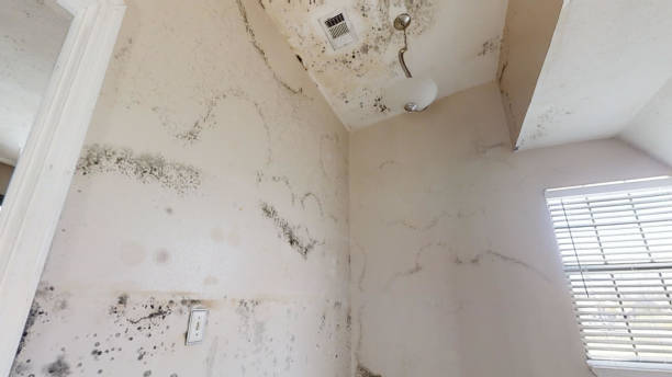 Best Mold Remediation for Healthcare Facilities  in Sandy Hook, CT