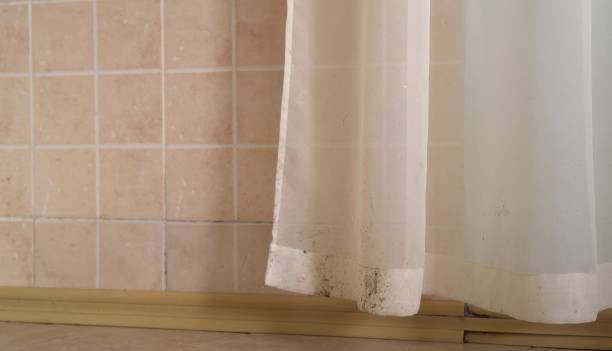 Best Commercial Mold Inspection  in Sandy Hook, CT
