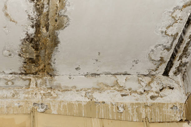 Best Residential Mold Inspection & Testing  in Sandy Hook, CT