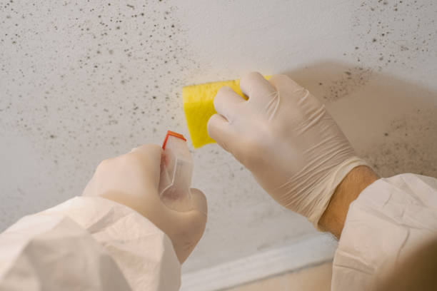 Best Black Mold Removal  in Sandy Hook, CT