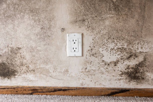 Best HVAC Mold Inspection and Cleaning  in Sandy Hook, CT