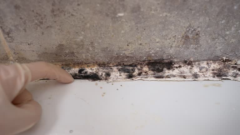 Best Comprehensive Air Testing for Mold Contaminants  in Sandy Hook, CT