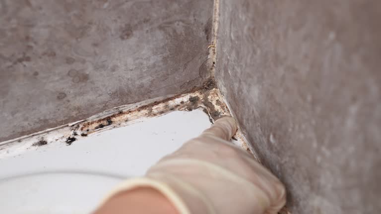 Best Mold Documentation for Insurance Claims  in Sandy Hook, CT