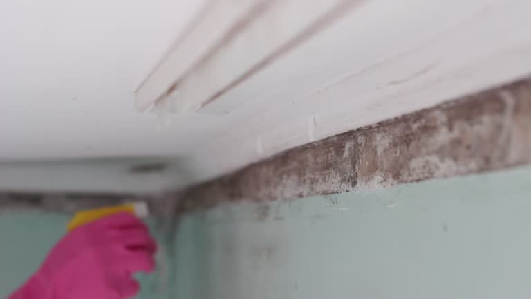 Best Air Quality Testing for Mold Spores  in Sandy Hook, CT